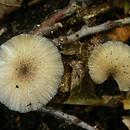 Entoloma caesiocinctum