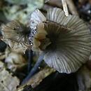 Entoloma gomerense