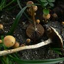 Psilocybe laetissima