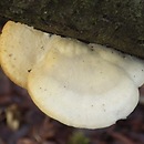 Tyromyces chioneus (białak śnieżysty)