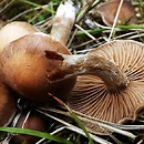 Cortinarius saturninus (zasłonak niebieskomiąższowy)