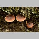 Cortinarius subgen. Telamonia sect. Fulvescentes et Laeti