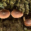 Cortinarius bayeri