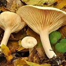 Hygrophorus hedrychii (wodnicha brzozowa)