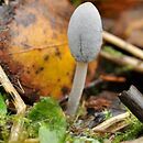 Coprinopsis semitalis