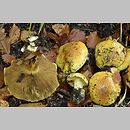 Cortinarius subgen. Phlegmacium A