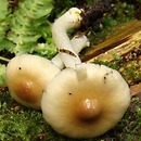 Inocybe posterula (strzępiak pofałdowany)