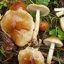 Pholiota lubrica (łuskwiak śliski)