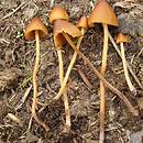 Conocybe brunneidisca (stożkówka soczewkowatozarodnikowa)