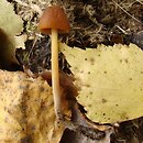 Conocybe singeriana (stożkówka Singera)