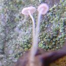 Mycena smithiana (grzybówka bladoszara)