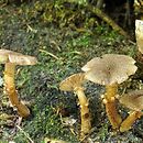 Inocybe stellatospora