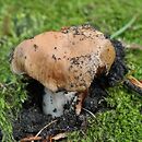 Cortinarius elatior (zasłonak wyniosły)