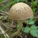 Psathyrella obtusata (kruchaweczka białotrzonowa)