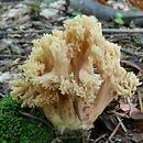 Ramaria krieglsteineri