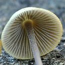 Mycena amicta (grzybówka modrooliwkowa)