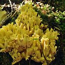 Ramaria sanguinea (koralówka czerwieniejąca)