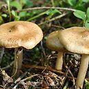 Inocybe ochroalba