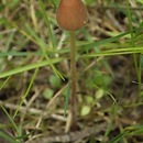 Conocybe pubescens (stożkówka owłosiona)