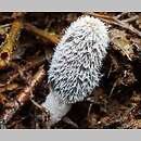 Coprinopsis macrocephala (czernidłak wełnistotrzonowy)