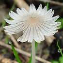 Coprinopsis foetidella