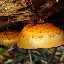 Pholiota cerifera (łuskwiak złotawy)