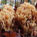 Ramaria flavescens