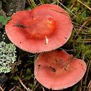 Russula roseipes (gołąbek różowotrzonowy)