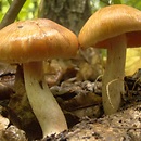 Cortinarius balaustinus (zasłonak jaskrawy)