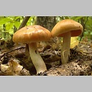 Cortinarius subgen. Telamonia sects Balaustini et Lanigeri et Niveoglobosi