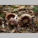 Cortinarius subgen. Telamonia sects Bicolores et Duracini