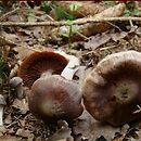 Cortinarius tortuosus (zasłonak ołowiowy)