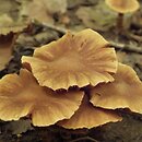 Cortinarius safranopes