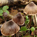 Cortinarius alnetorum (zasłonak olszynowy)