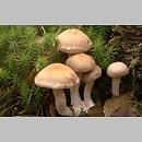 Cortinarius subgen. Telamonia sect. Anomali