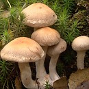 Cortinarius anomalus (zasłonak szarobrązowy)