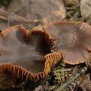 Cortinarius helobius