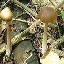 Entoloma pallescens