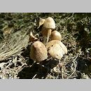 Coprinus rufopruinatus