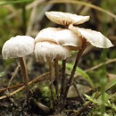 Marasmiellus tricolor (twardziaczek trójbarwny)