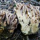 Ramaria bataillei