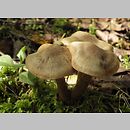 Cortinarius subgen. Telamonia sect. Brunneotincti