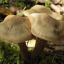 Cortinarius betuletorum (zasłonak rzodkiewkowy)