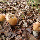 Cortinarius claricolor (zasłonak zawoalowany)