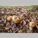 Cortinarius subgen. Phlegmacium G