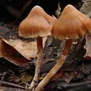 Cortinarius pseudofallax