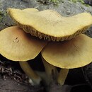 Cortinarius cinnamomeoluteus (zasłonak cynamonowożółty)