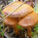 Cortinarius saniosus (zasłonak włóknistożółty)