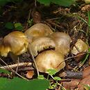 Tricholoma luridum (gąska szerokoblaszkowa)