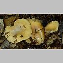 Cortinarius subgen. Phlegmacium